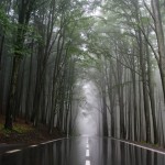 misty road